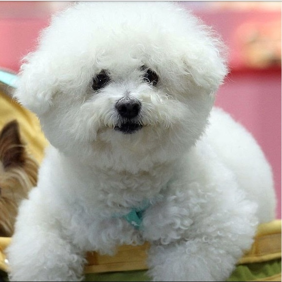 Meet your Posher, Maddie - Picture 1 of 1